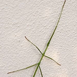 Stick insect at rest on wall during day. Nocturnal herbivore relying on camouflage as protection from predators during day. Eggs laid on ground. Grahamstown, Eastern Cape, South Africa