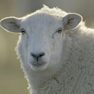 Suffolk Sheep - UK