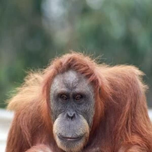 Sumatran Orangutan - female