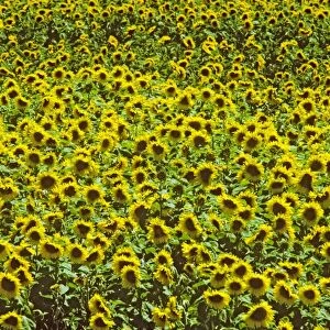 Sunflower - commercial crop in flower - South Australia JLR01345
