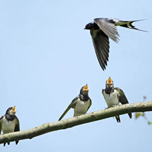 Swallow - young birds, begging for food from adult, Lower Saxony, Germany