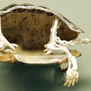 Tortoise: skeleton. Carapace opend to show internal structure