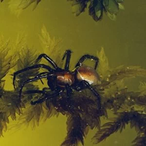 Water Spider - Underwater
