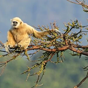 White-handed Gibbon - Thailand