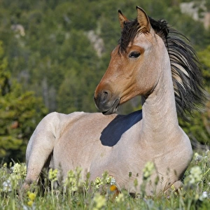 Wild / Feral Horse - two year old mare - Western U. S. - Summer _D3C6565