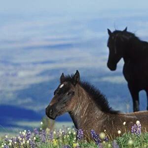 Wild Horse - Colt in foreground (herd stallion in background) in field of wildflowers Summer Western USA WH300