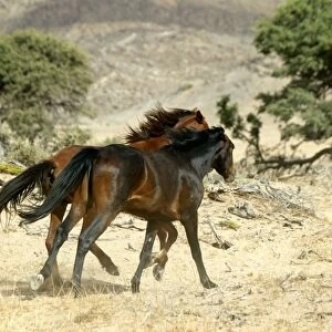 Wild Horse Namibia