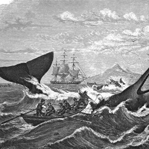 19th Century whale hunt, artwork C018 / 7009