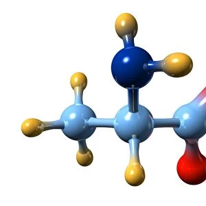 Alanine, molecular model