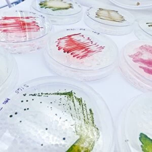 Algae growing on petri dishes