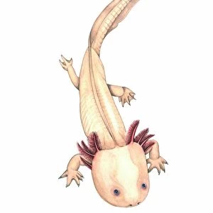 Axolotl, artwork