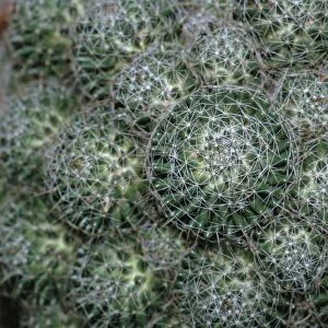 Birds nest pincushion cactus