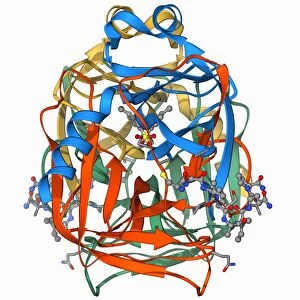 Chymotrypsin digestive enzyme molecule F006 / 9577