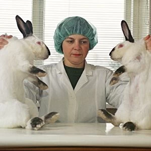 Cloned rabbits