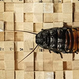 Cockroach locomotion research