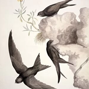 Common swift, 19th century C013 / 6339