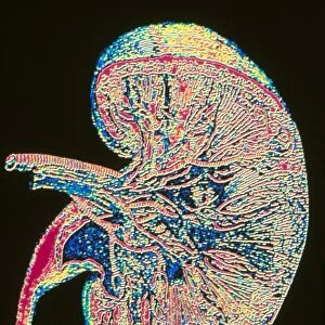 Computer graphic of section through human kidney