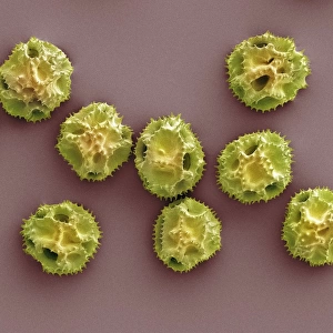 Dandelion pollen grains, SEM