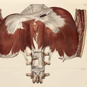 Diaphragm anatomy, 1831 artwork