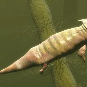 Diplocaulus prehistoric amphibian