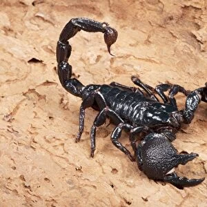 Emperor scorpion C013 / 4402