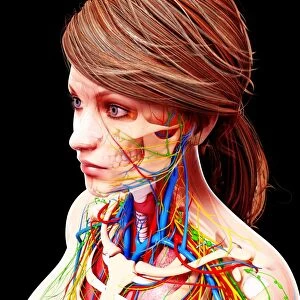Female lymphatic system, artwork