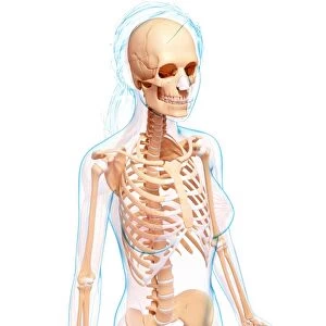 Female skeleton, artwork F007 / 4275