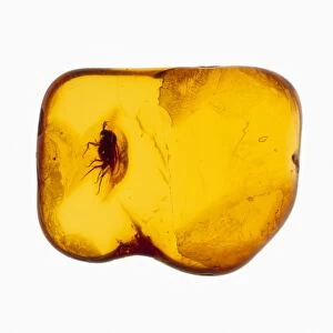 Fly fossilised in amber
