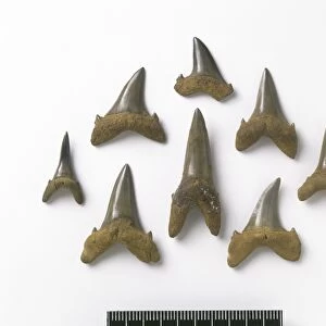 Fossil sand tiger shark teeth C016 / 5551