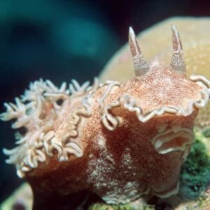 Glossodoris hikuerensis sea slug
