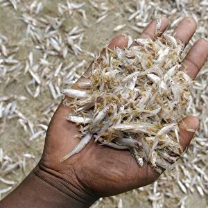 Hand holding dried omena fish, Kenya
