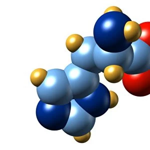 Histidine, molecular model