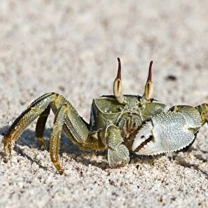 Horned ghost crab