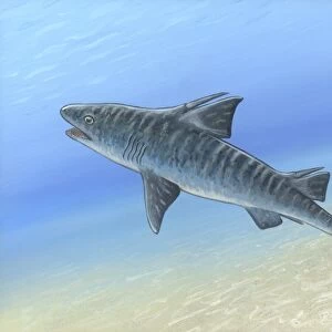 Hybodus shark, artwork