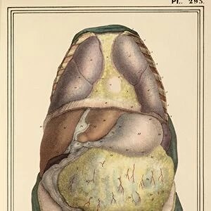 Internal body organs, 1825 artwork