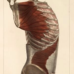 Lateral trunk muscles, 1831 artwork