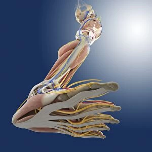 Leg anatomy, artwork C013 / 4496