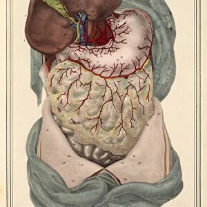 Liver and stomach arteries, 1825 artwork
