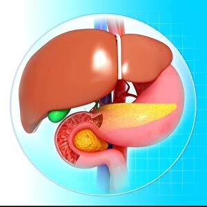 Liver, stomach and pancreas, artwork