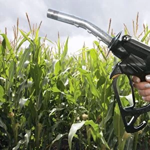 Maize biofuel, conceptual image