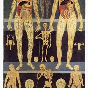 Male and female anatomy