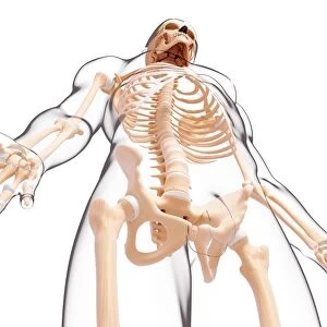 Male skeleton, artwork F007 / 5126