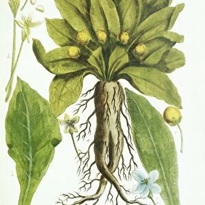 Mandrake plant, historical artwork