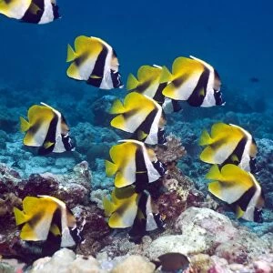 Masked bannerfish on a coral reef C014 / 2882