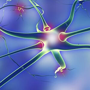 Nerve cells and synapses