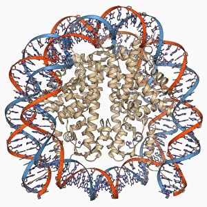 Nucleosome molecule F006 / 9323