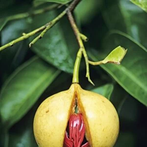 Nutmeg fruit