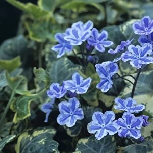 Omphalodes Starry Eyes flowers