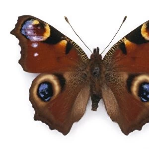 Peacock butterfly C016 / 4949