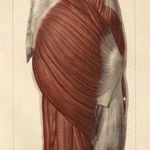 Pelvic-femoral muscles, 1831 artwork